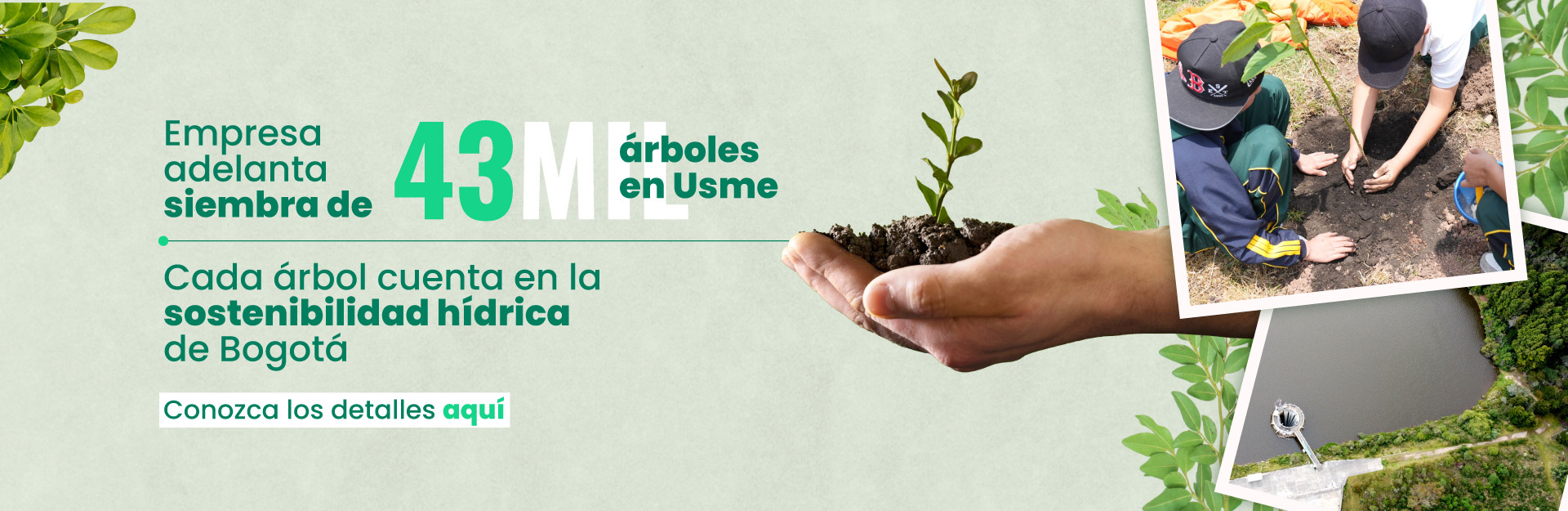 Acueducto adelanta siembra de 43 mil árboles en Usme, cada árbol cuenta en la sostenibilidad hídrica de Bogotá