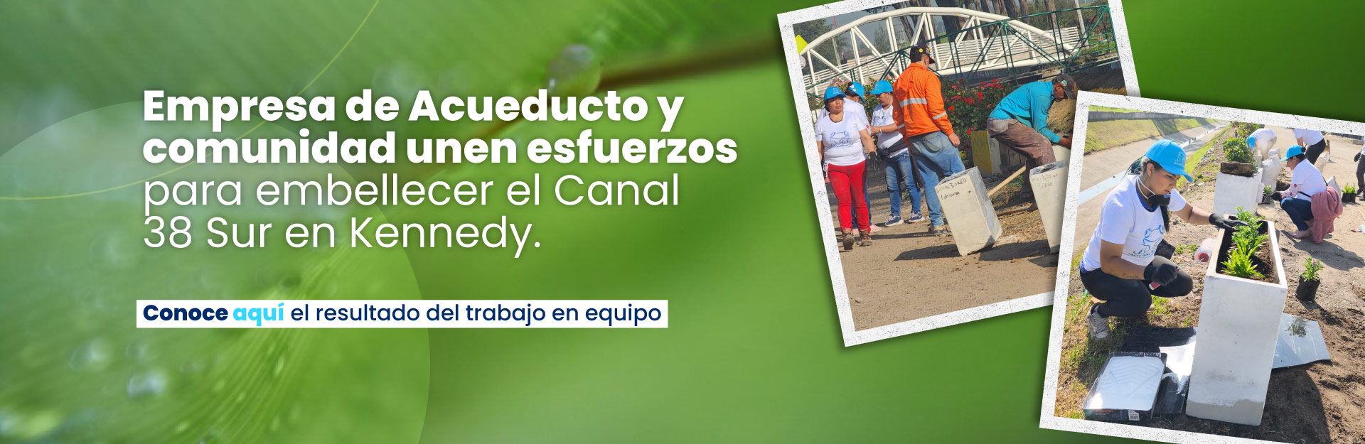 Boletines
